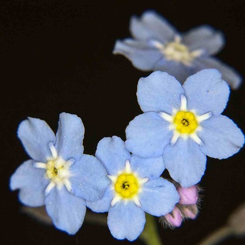 Fyra ljusblå blommor.