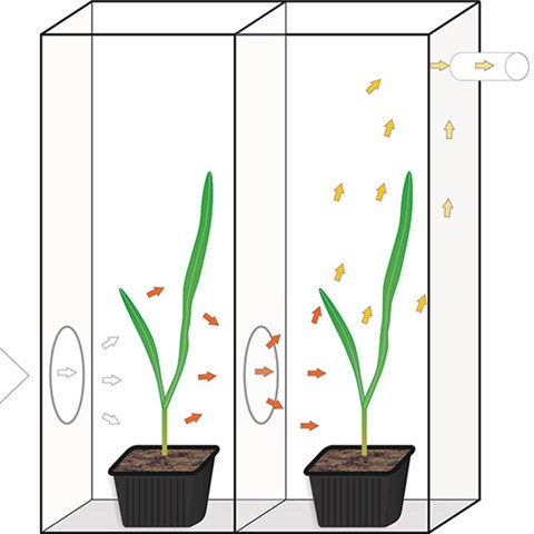 Plantor i varsin kammare, pilar visar hur dofterna strömmar från den ena kammaren till den andra.