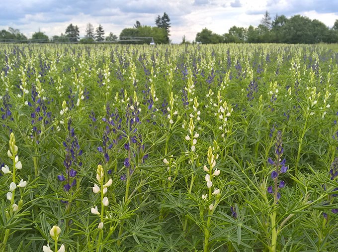  White and yellow flowers on green field.