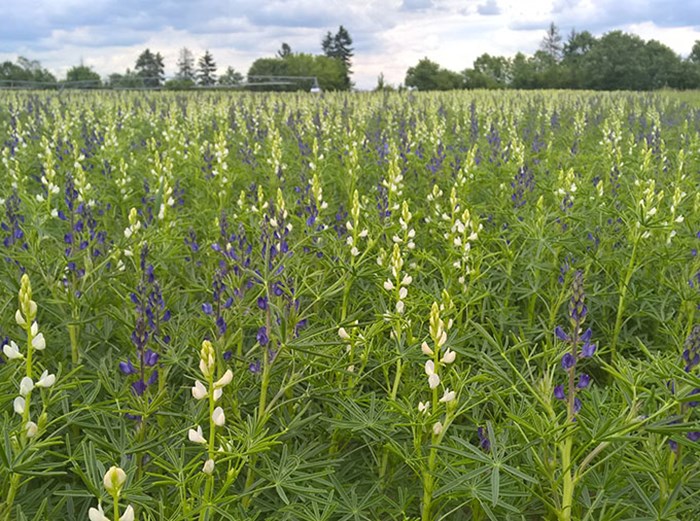 Vita och gula blommor på grönt fält.