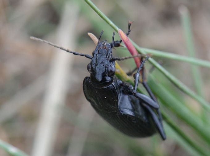  Black beetle on a straw.
