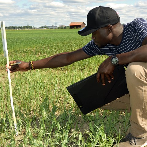 Man measuring crops.