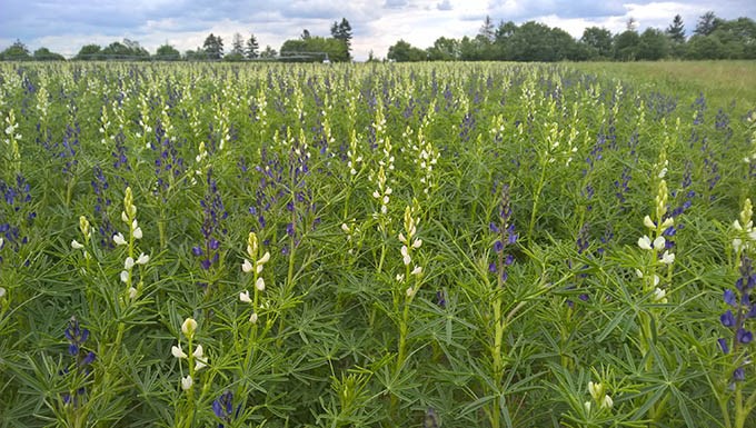 Blommande lupin.