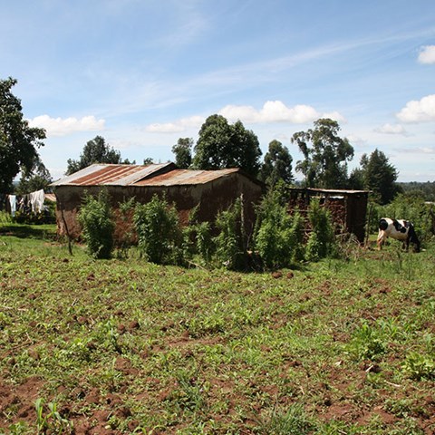 Field in front of a small house. Laundry to the left and a cow to the right. Photo.