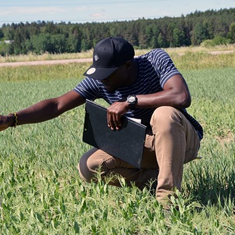 Man measuring crops on a field.
