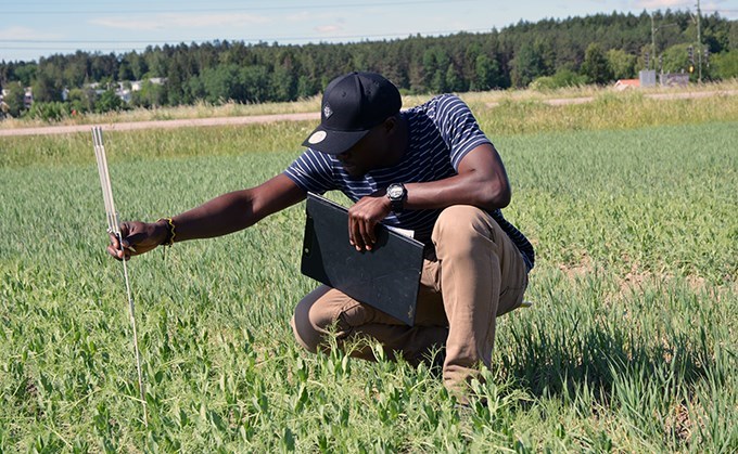 Man measuring crops on a field.