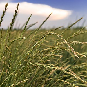 Närbild av stråsädsgröda på ett fält. 