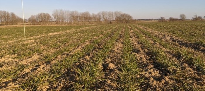 A winter wheat field.