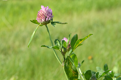 Blommande klöver.