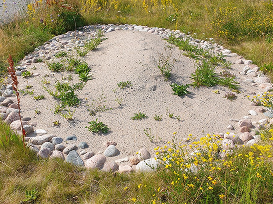 En sandhög omgiven av en ring med stenar på en äng.