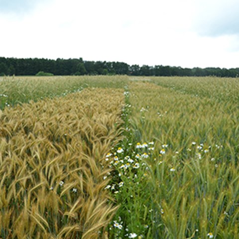 Ett fält med en rad råg bredvid en rad rågvete.
