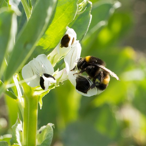 Humla pollinerar blomma.