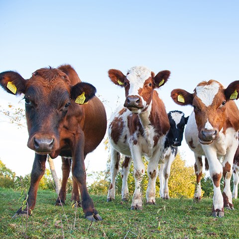  Curious calves are looking into the camera.