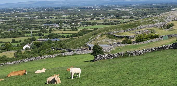  Cows among hills and low stone walls.