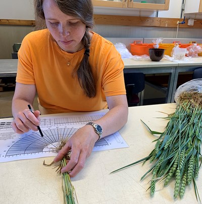 Woman measures wheat roots.