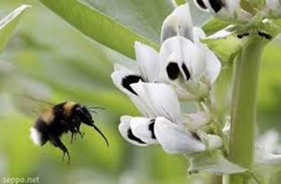 Bumblebee on bean flower