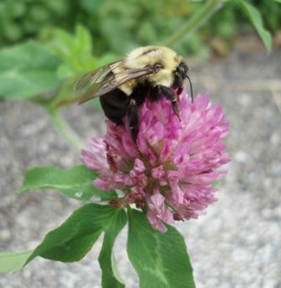 Bumblebee on Red clover