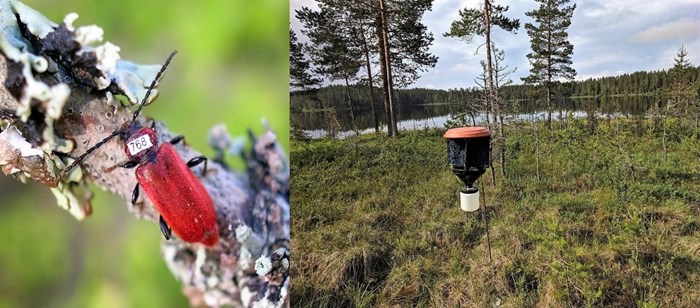 Rödhjon – Pyrrhidium sanguineum/Insektsfälla