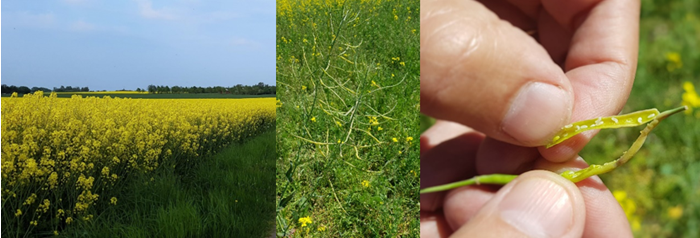 Brassica pod midge damage