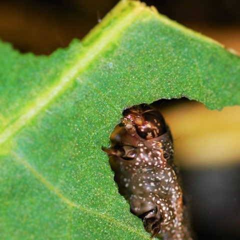 Spodoptera littoralis (Bomullsfly larv)