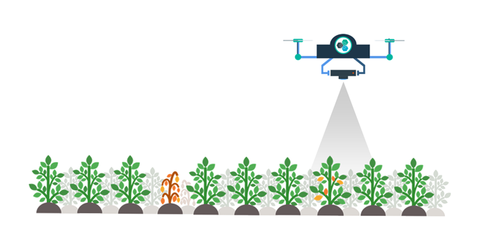 Field phenotyping