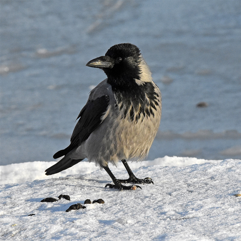 Gråkråka-Lennart Didrik 800x800.jpg