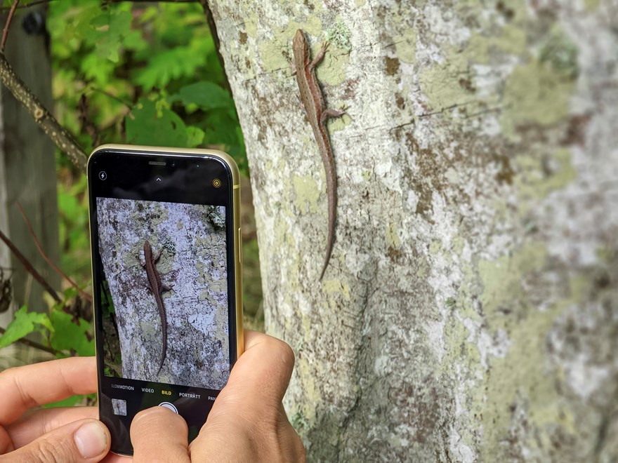 Närbild på mobil som fotograferar ödla på stam. Foto