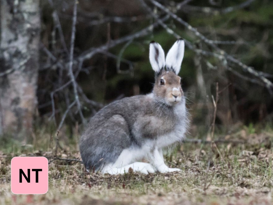 En skogshare som sitter i skogen. Foto