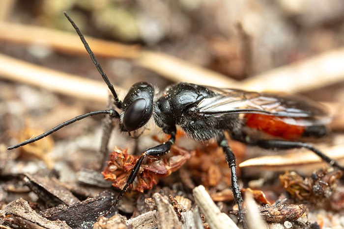 Svart, lite hårig stekel med röd stjärt på små träbitar. Foto