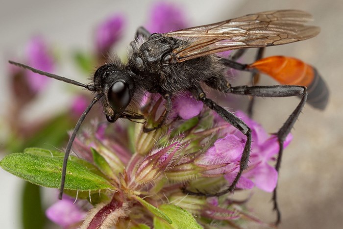 Svart, hårig stekel med orange stjärt på lila blomma. Foto