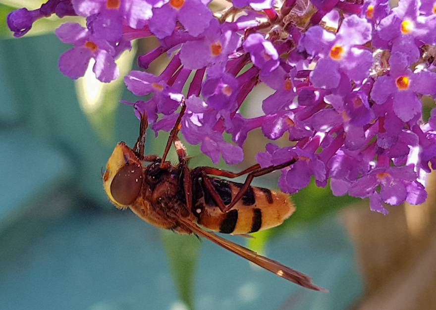 Det främsta kännetecknet finns på undersidan av bakkroppen, där den andra sterniten (bukplåten) är svart hos Volucella zonaria men gul hos den närmaste släktingen bålgetingblomfluga Volucella inanis. Foto: Anders N. Michaelsen