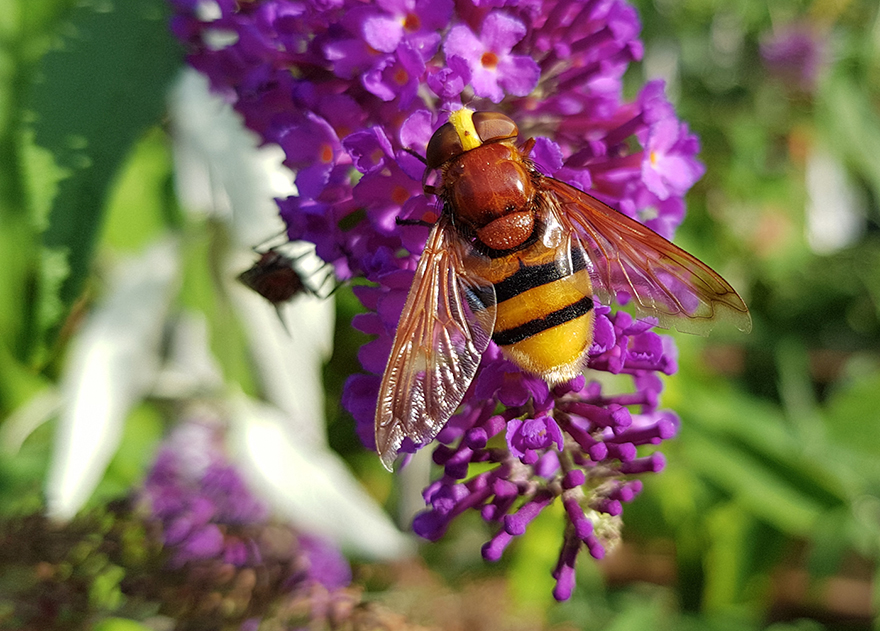 Volucella zonaria. Den nästan helt rödbruna ryggen på mellankroppen och det breda gula mellanrummet mellan ögonen visar att exemplaret är en hona. Foto: Anders N. Michaelsen