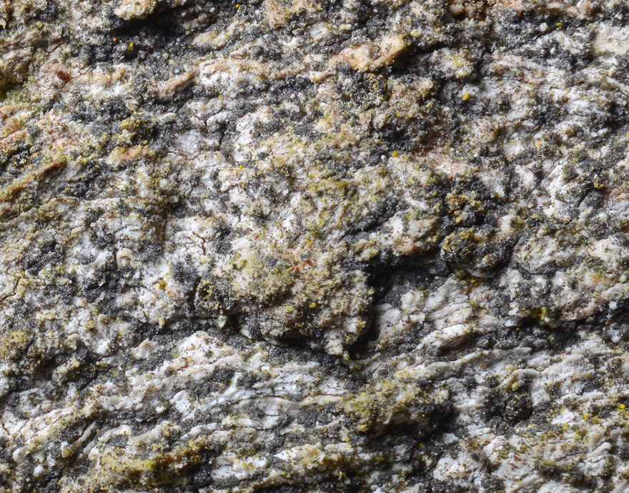 Blyertslav "Buellia violaceofusca", (ovan) har visat sig vara samma art som gammelekslav "Lecanographa amylacea". Foto: Ulf Arup
