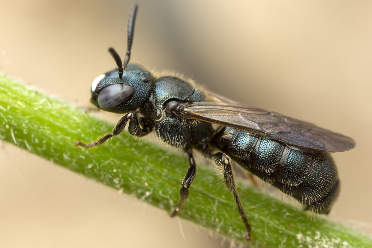 Cyanmärgbi (Ceratina cyanea). Foto: Krister Hall.jpg