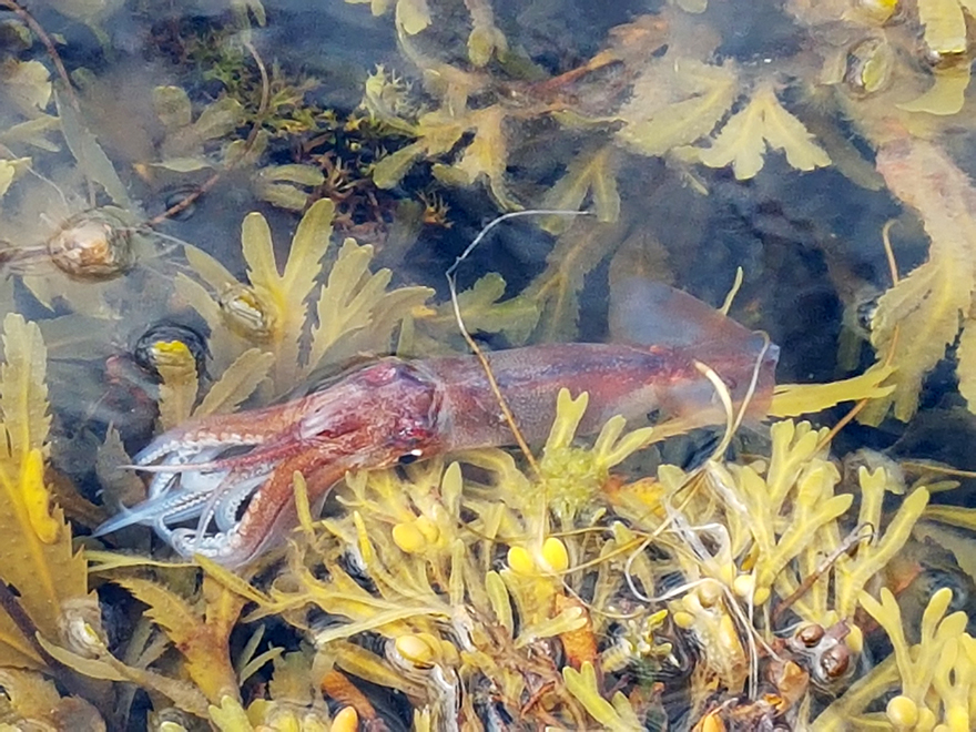 Flygbläckfisken (Todarodes sagittatus).Foto: Ingrid Sturegård