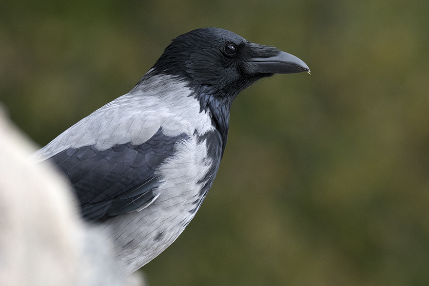 En kråka, eller ännu hellre gråkråka (Corvus corone cornix). Foto: Tomas Carlberg
