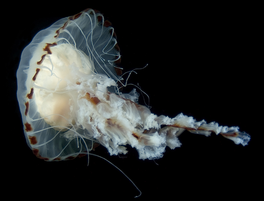 Kompassmanet (Chrysaora hysoscella). Foto: Klas Malmberg