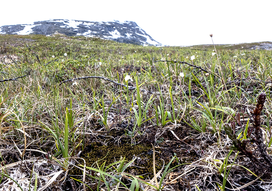 fjällknölmossa Oncophorus demetrii. Foto: Lars Hedenäs