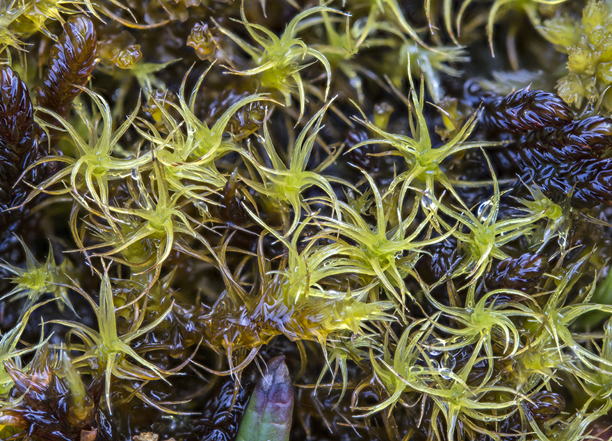 Slät skruvknölmossa Oncophorus integerrimus. Foto: Lars Hedenäs