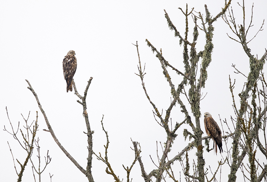 Röda glador Milvus milvus, Heda, Östergötland, juli 2018. Foto: Tomas Carlberg