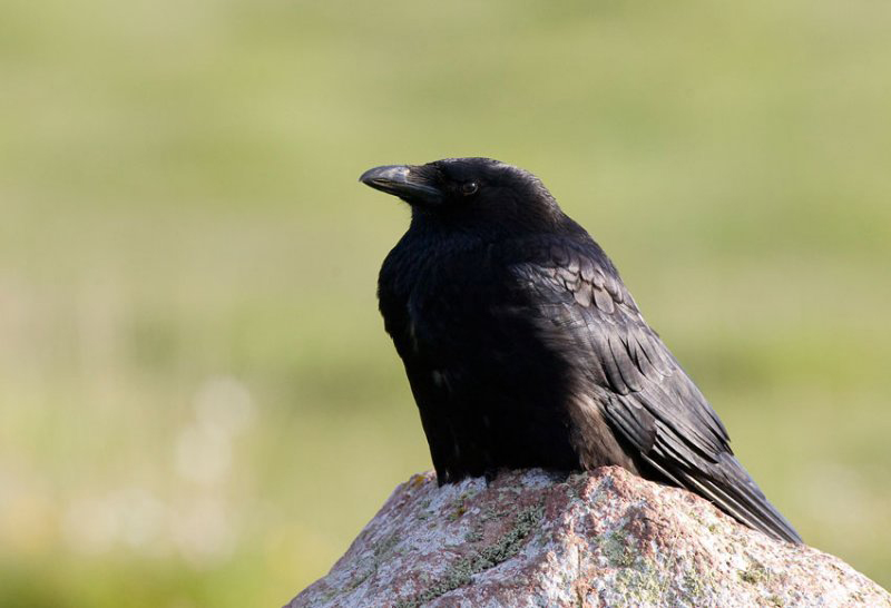 Svartkråka Ottenby. Foto: Hans Bister