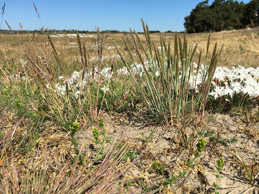 Tofsäxing och sandnejlika. Foto Anders Jacobson