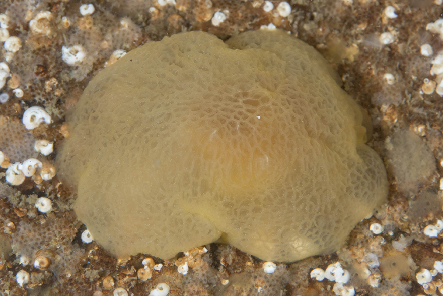 Svampdjurssnäcka (Berthella plumula). Foto: Klas Malmberg