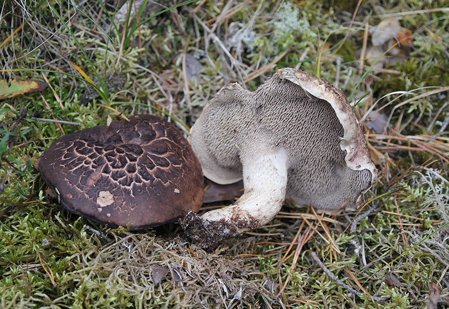 Motaggsvamp Sarcodon squamosus. Foto: Ellen Larsson