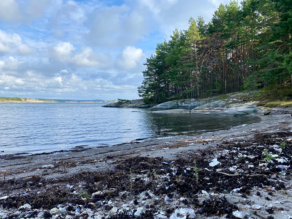 Strand med snäckskal och hav