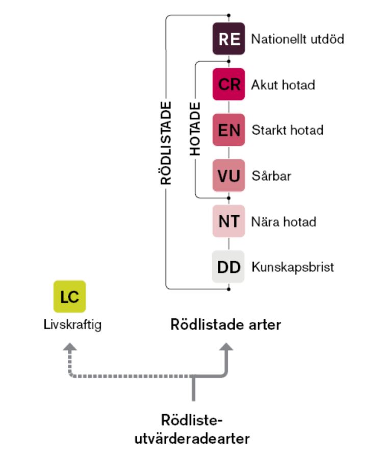 streck och rutor med forkortningar. Illustration av rödlistebedömningar. 