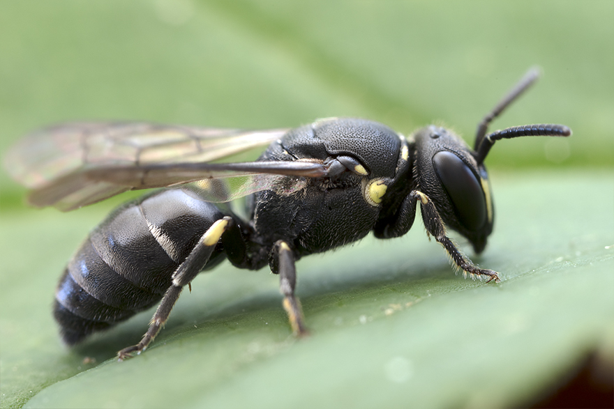 Hedcitronbie (Hyaleus incongruus). Foto: Krister Hall