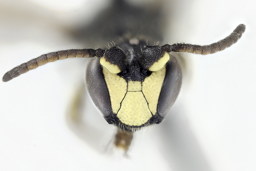 Rörcitronbi (Hylaeus pfankuchi). Foto: Krister Hall