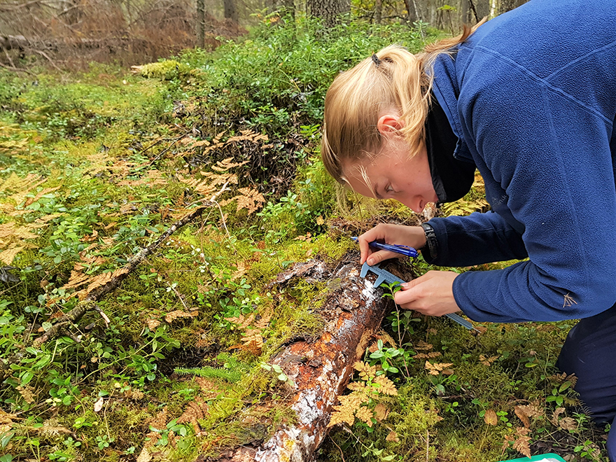I ett nytt projekt studerar forskarna vilken betydelse varje arts egenskaper (t.ex. fruktkroppens storlek) har för vedlevande svampars förekomst och överlevnad. Foto: Mari Jönsson