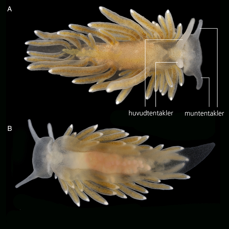 Bredhuvad kamnuding "Dorsal ventral". Foto:  Fredrik Pleijel